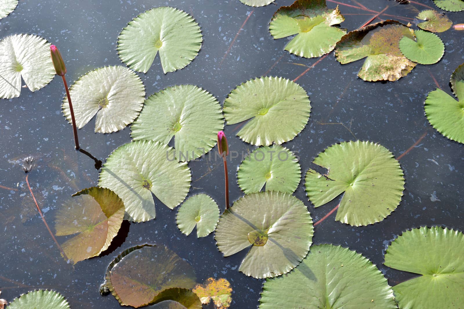 lotus pond by antonihalim