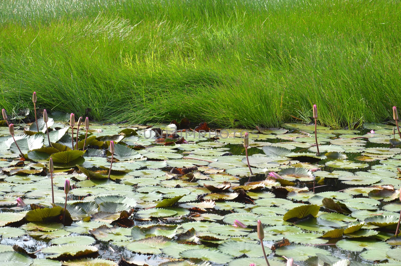 lotus pond by antonihalim