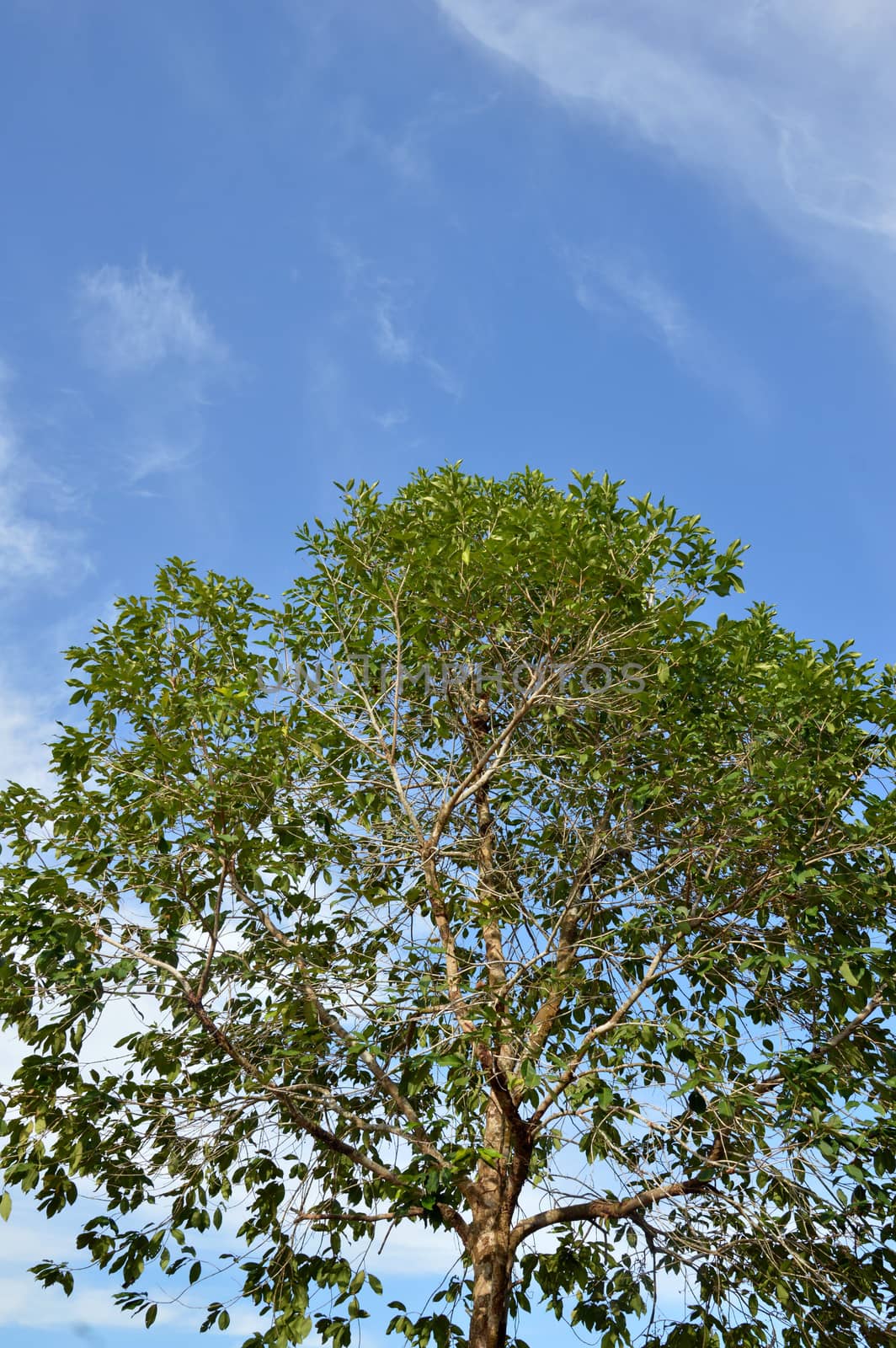 big tree against blue sky