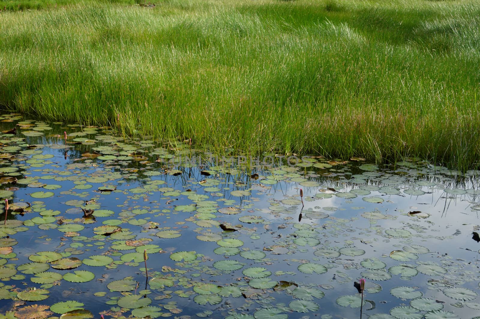 lotus has not been bloom in the pond