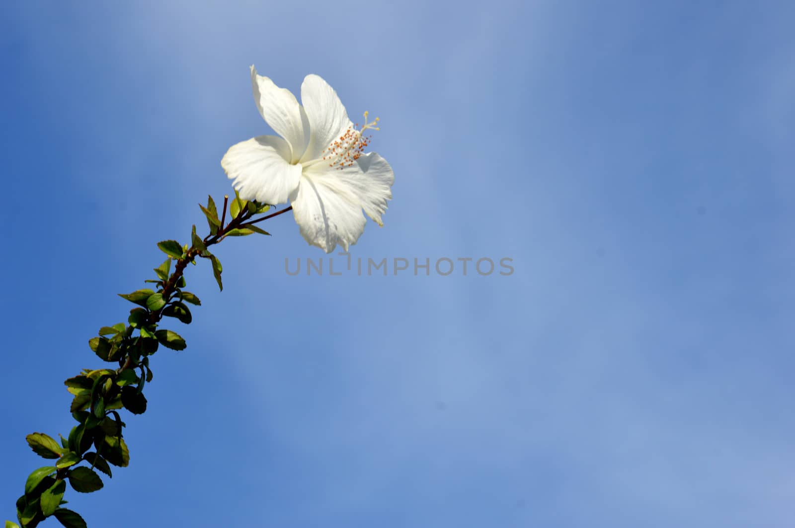 white hibiscus flower against blue sky