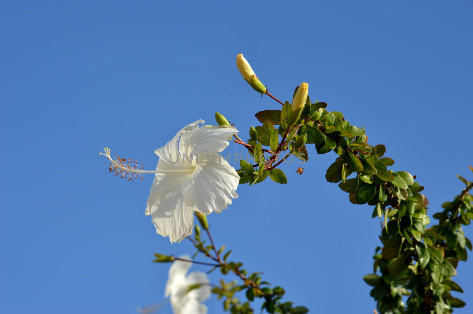 white hibiscus flower against blue sky