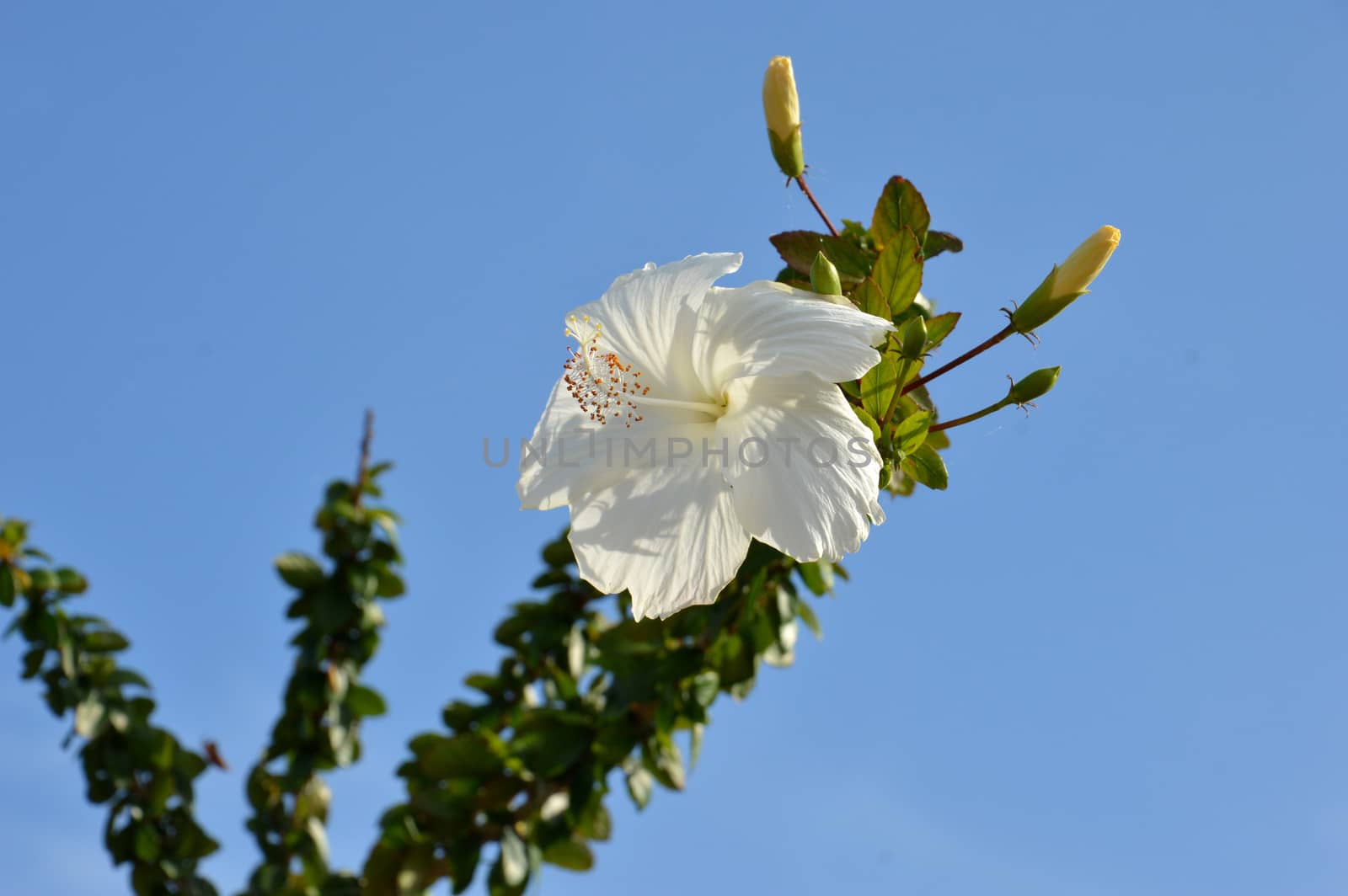 white hibiscus flower against blue sky