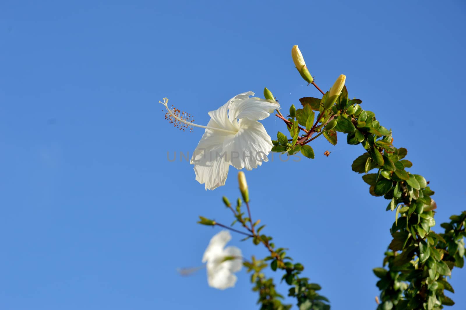 white hibiscus flower against blue sky