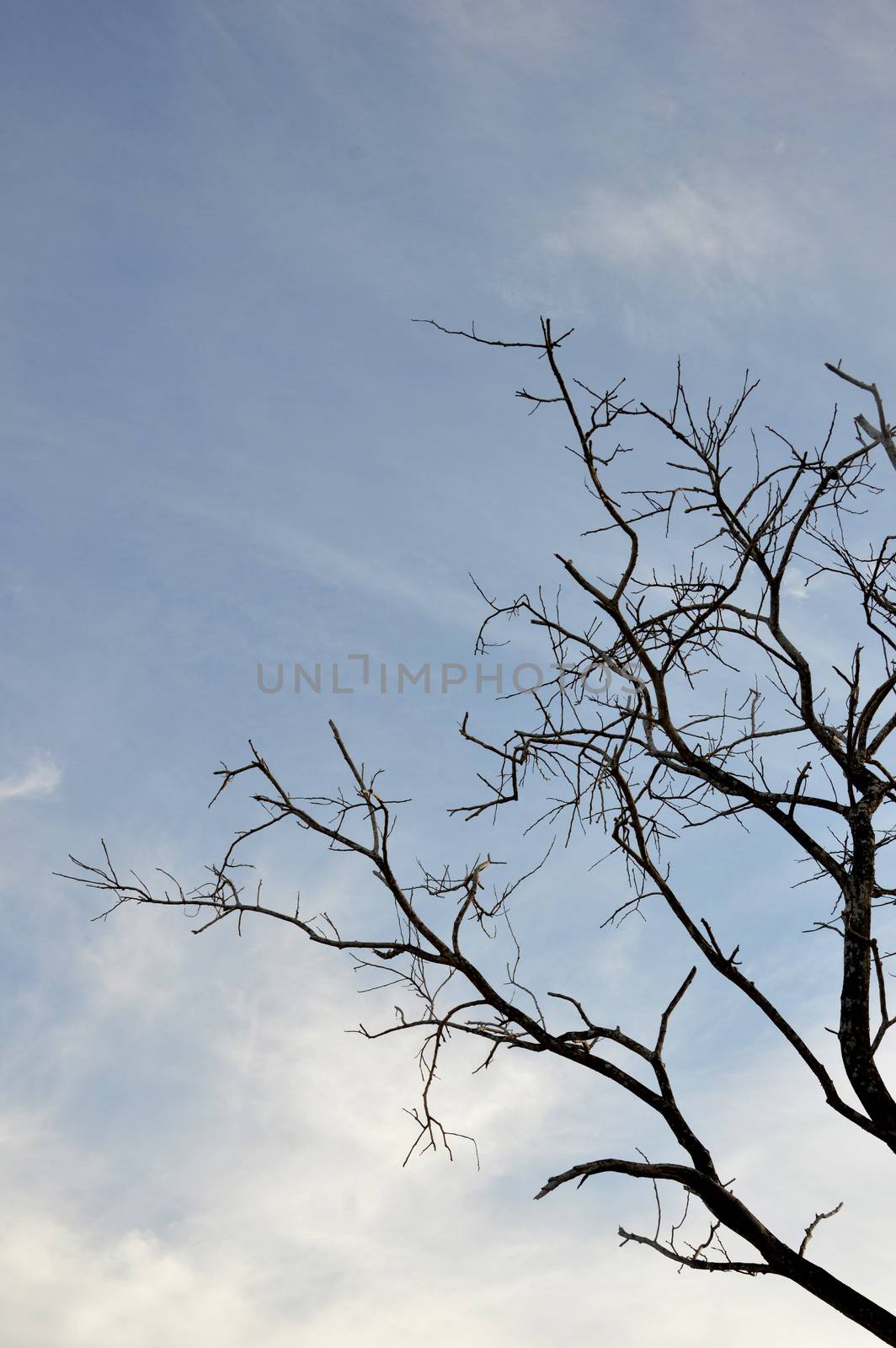 silhouette of trees with leafy dry