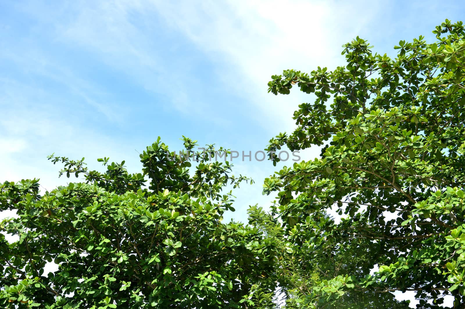 Terminalia catappa tree against the sjy