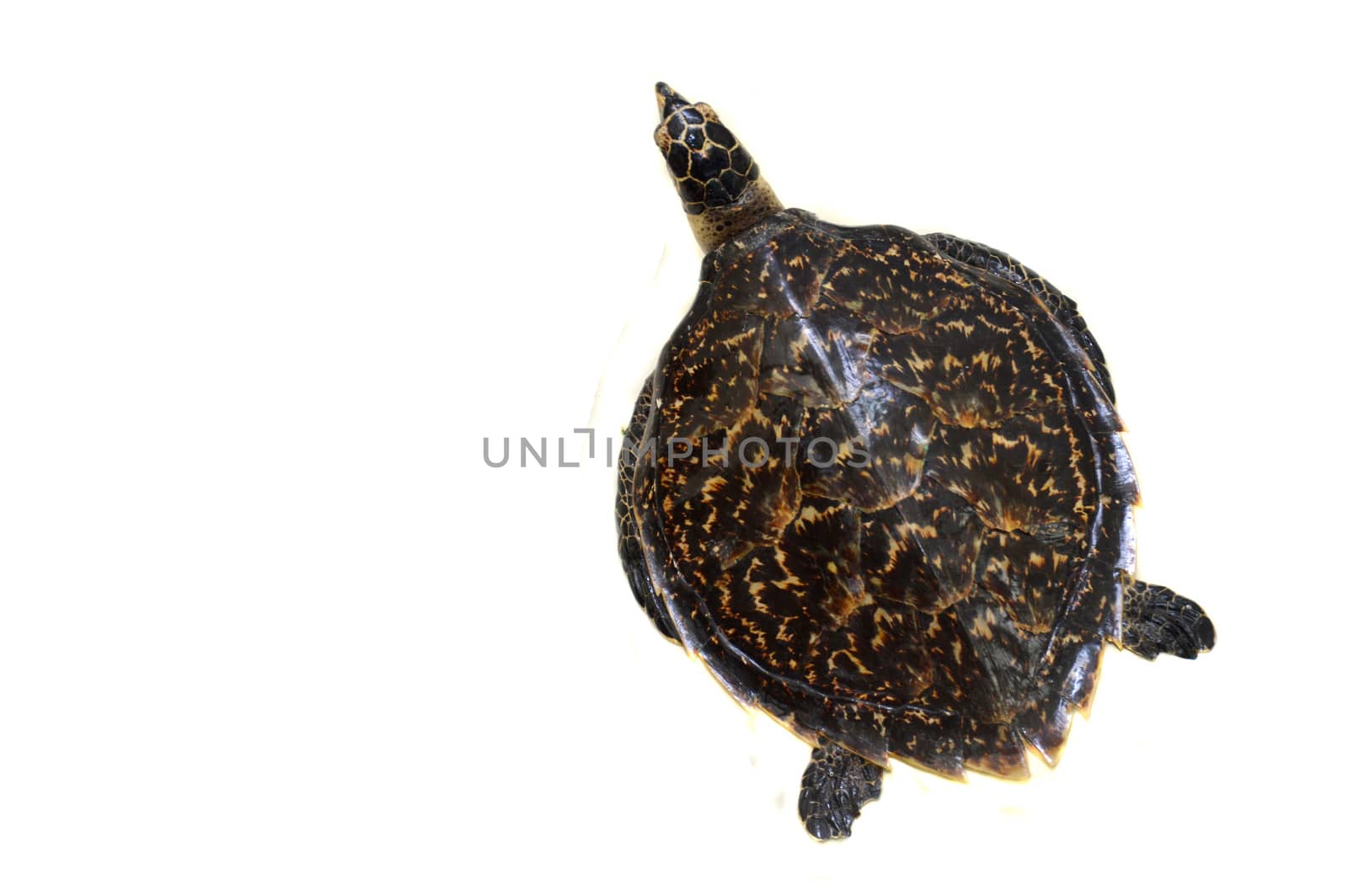 turtle preserved by antonihalim