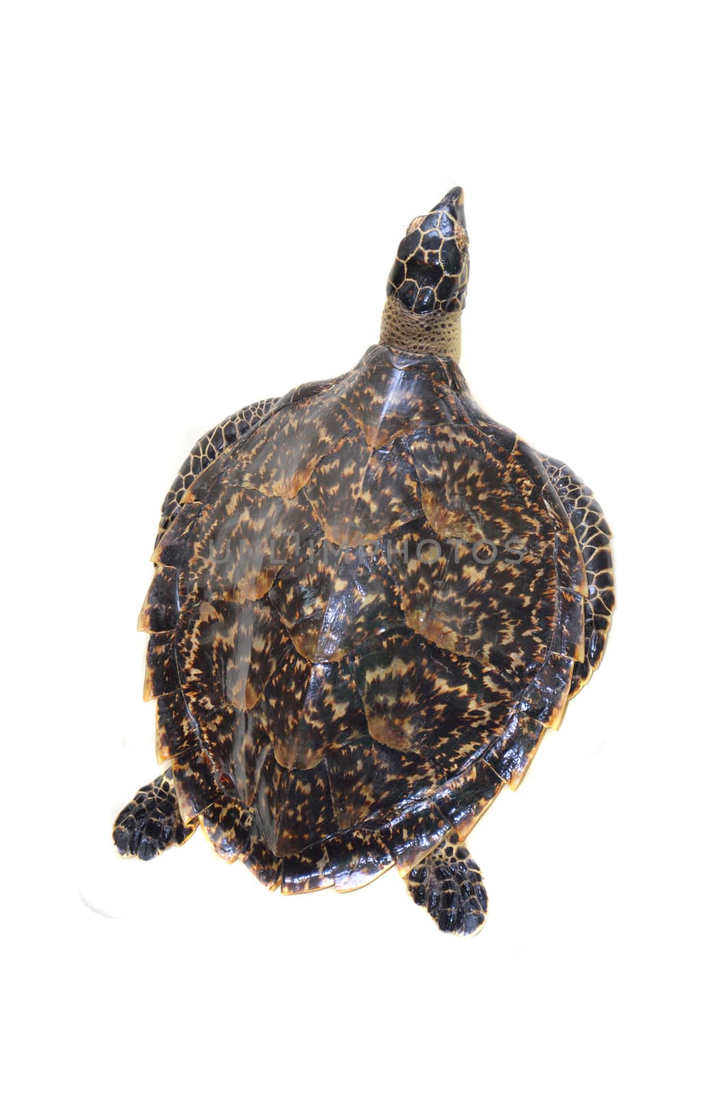 turtle preserved by antonihalim