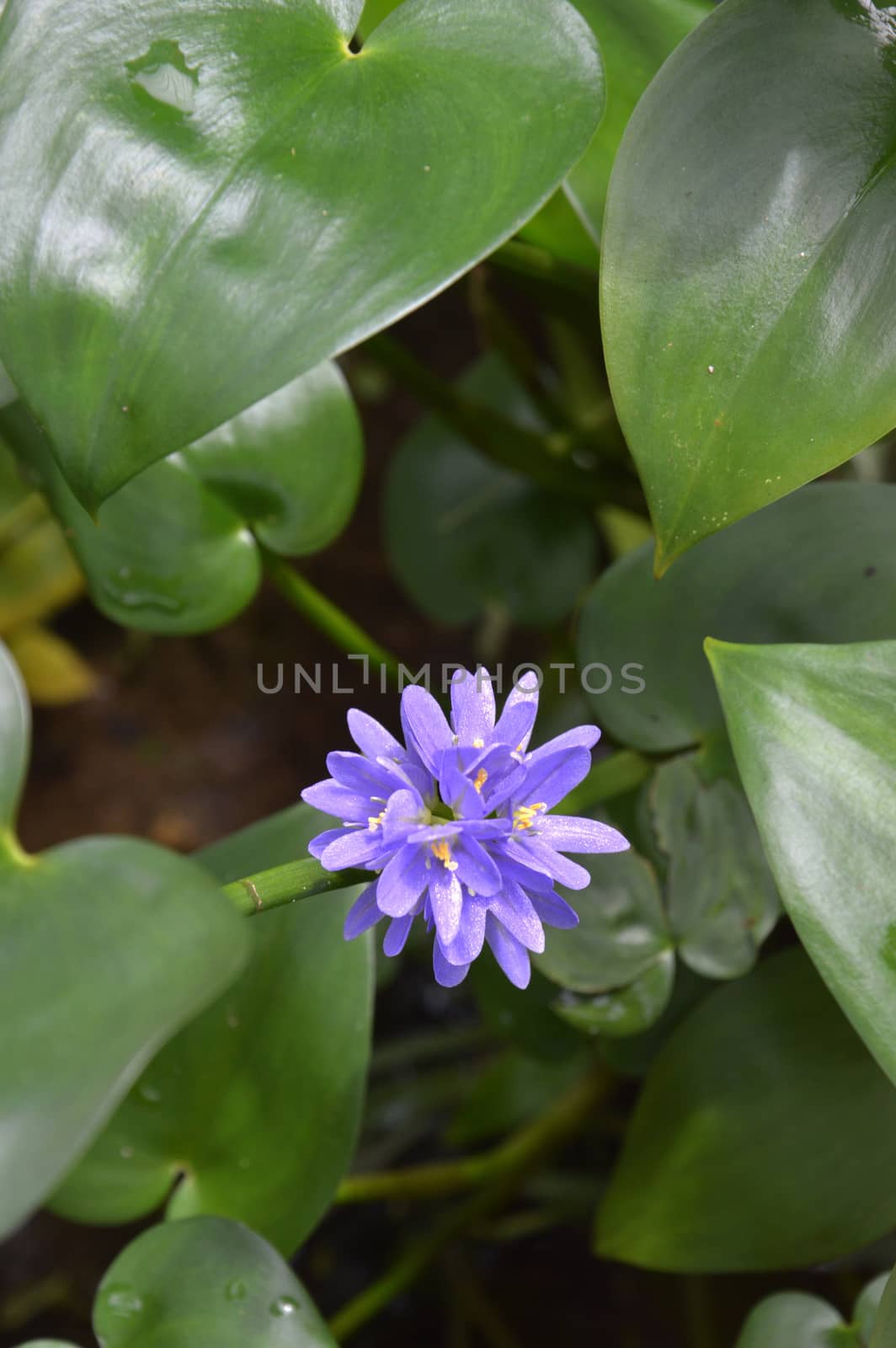 purple flower hyacinth