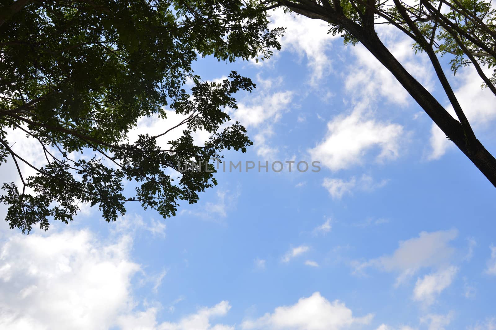 Terminalia catappa tree against the sjy