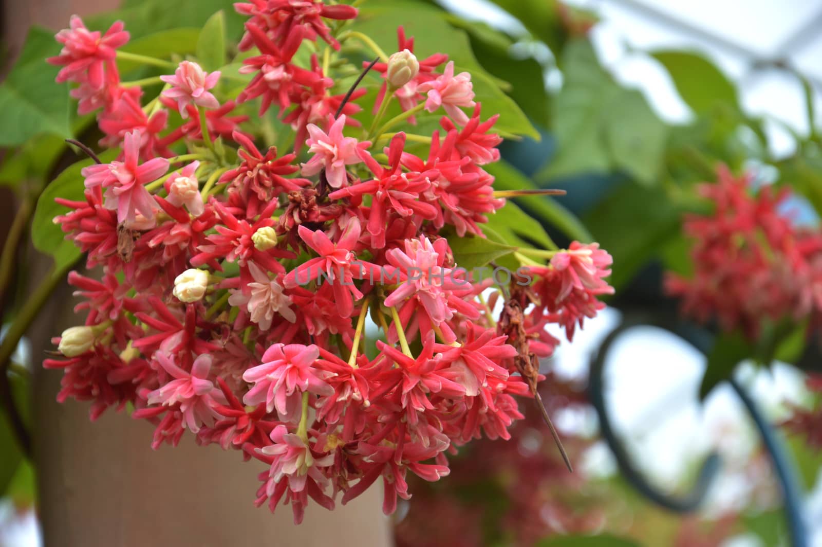 Pink coral vine or mexican creeper or chain of love flower by antonihalim