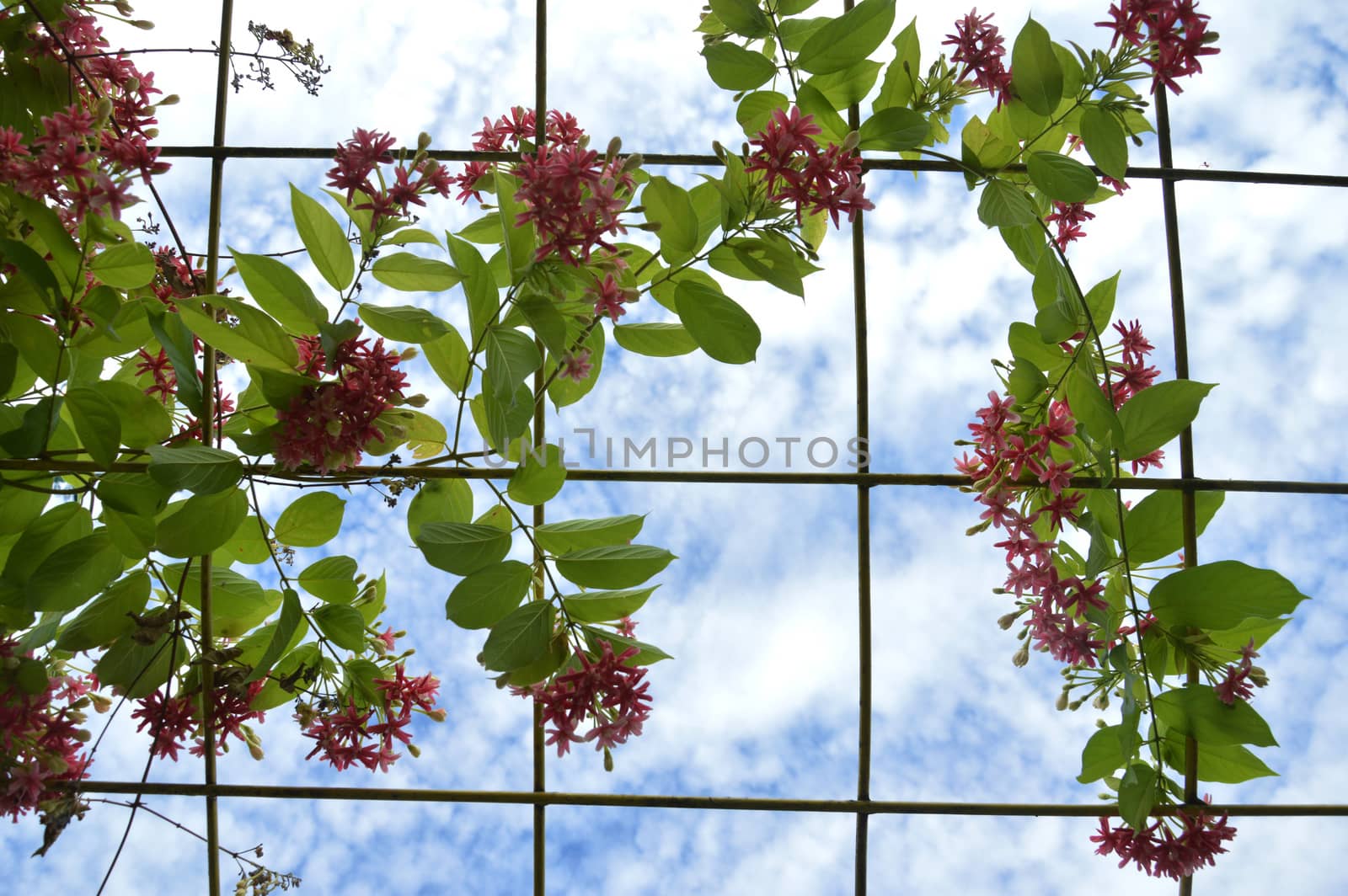 Pink coral vine or mexican creeper or chain of love flower by antonihalim