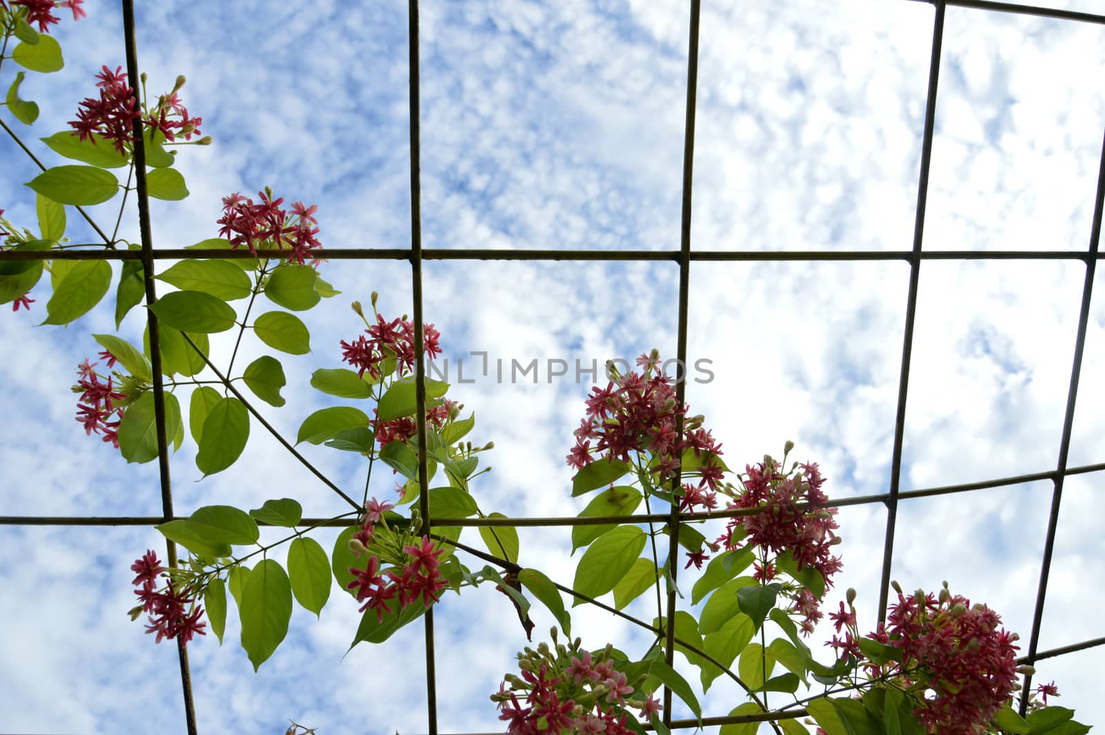 Pink coral vine or mexican creeper or chain of love flower by antonihalim