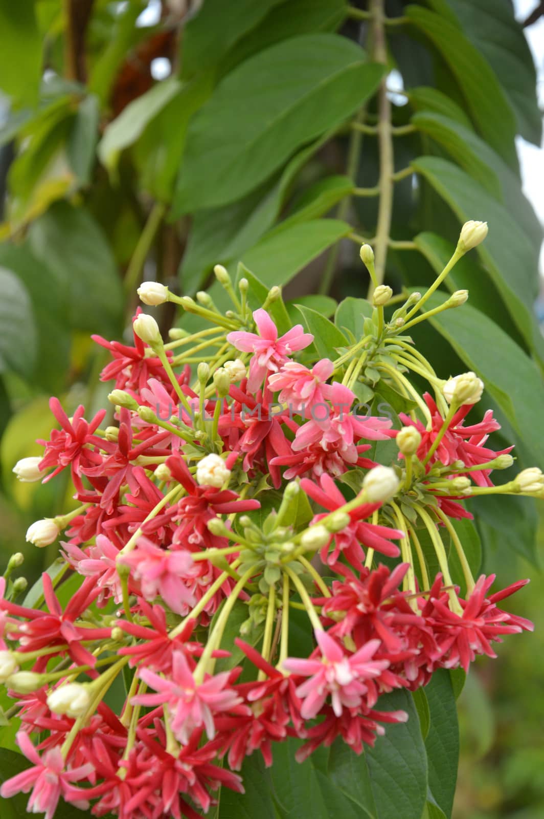 Pink coral vine or mexican creeper or chain of love flower