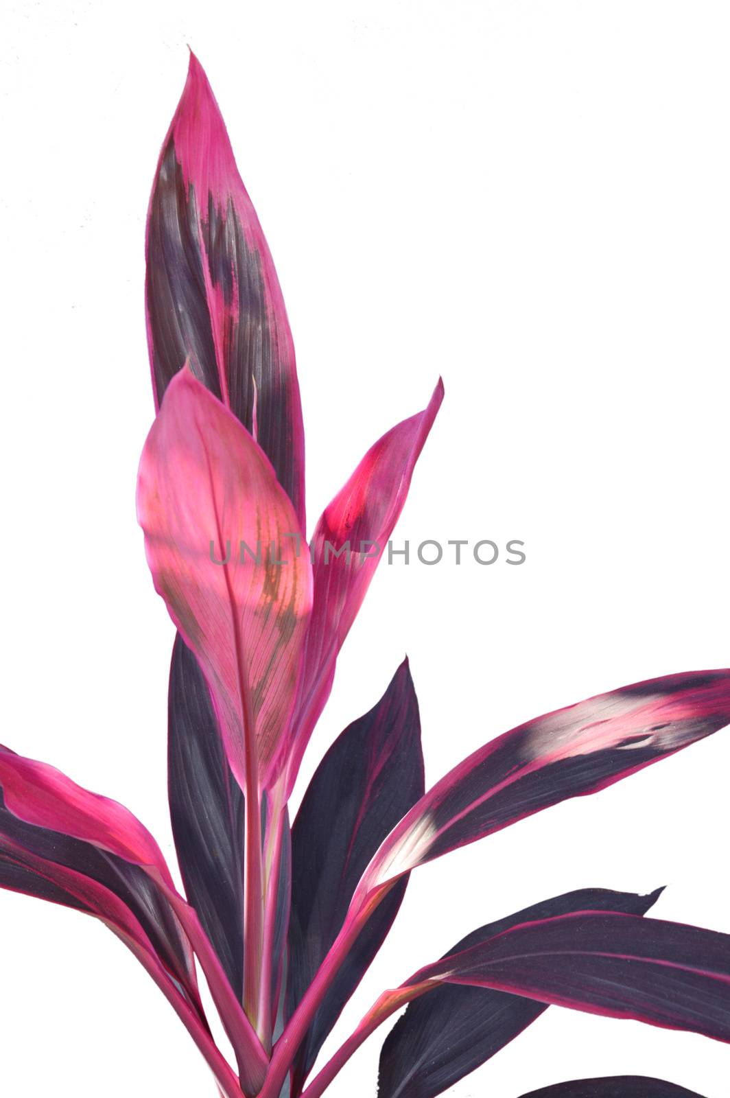 Corn Plant's bright leaf with red stripe (Dracaena fragrans) by antonihalim