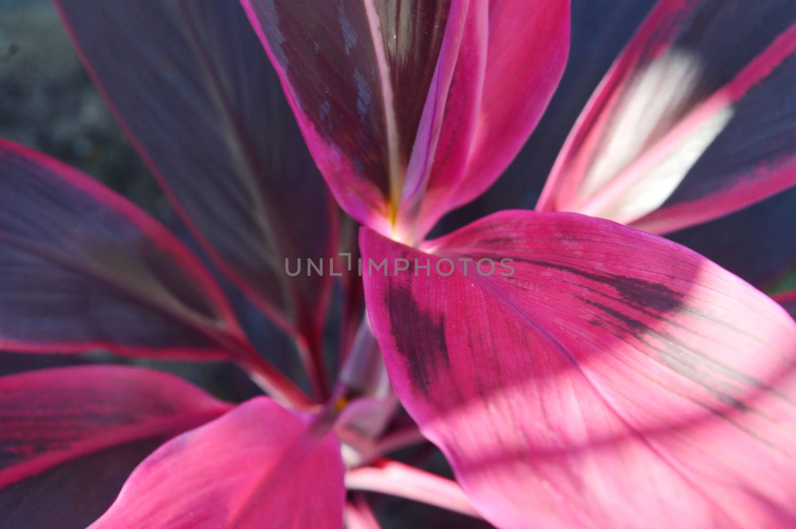 Corn Plant's bright leaf with red stripe (Dracaena fragrans) by antonihalim