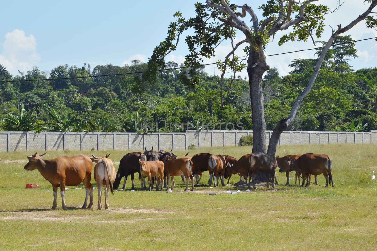 a cow in cattle breeding