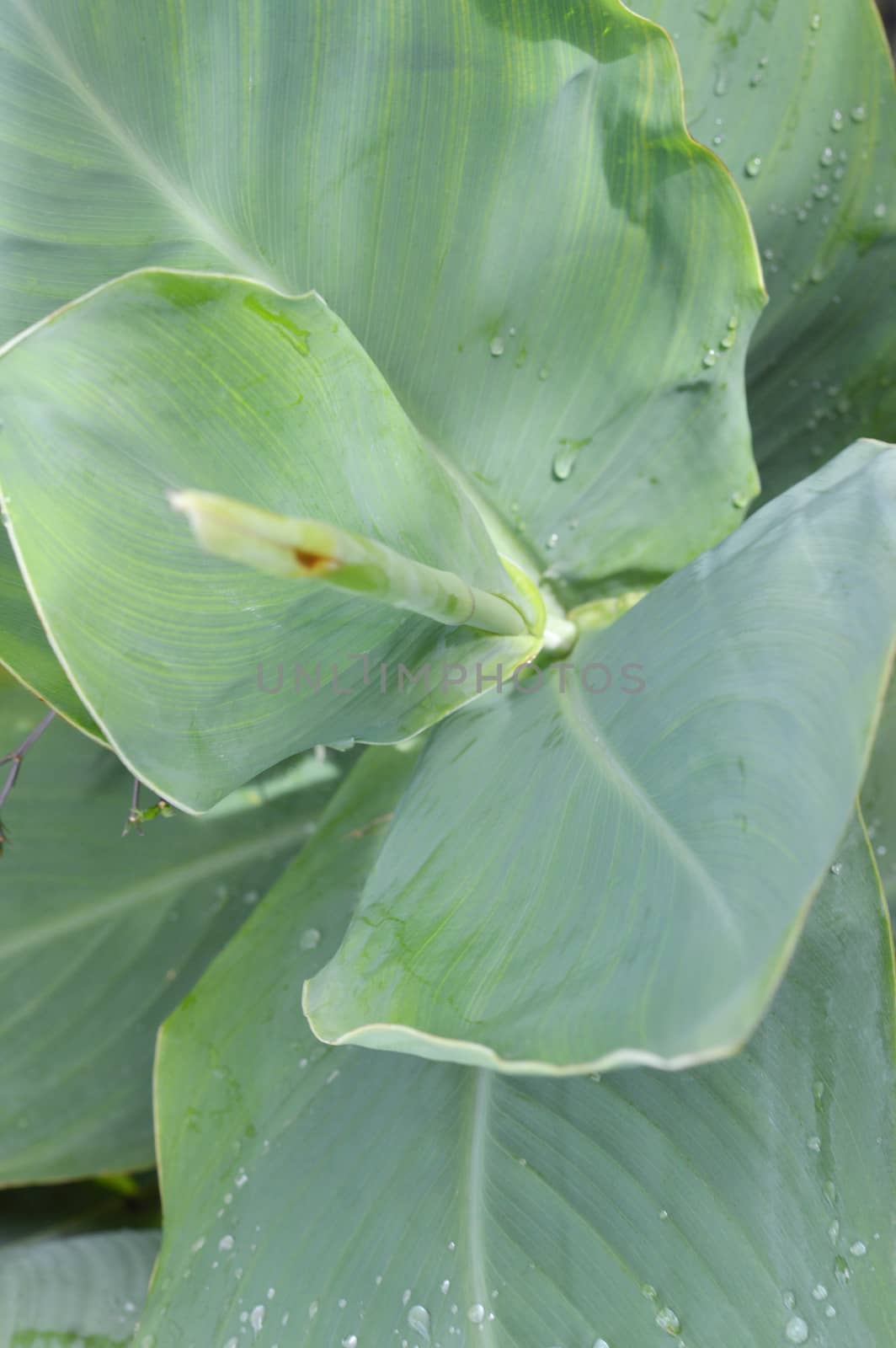 taro leaf by antonihalim