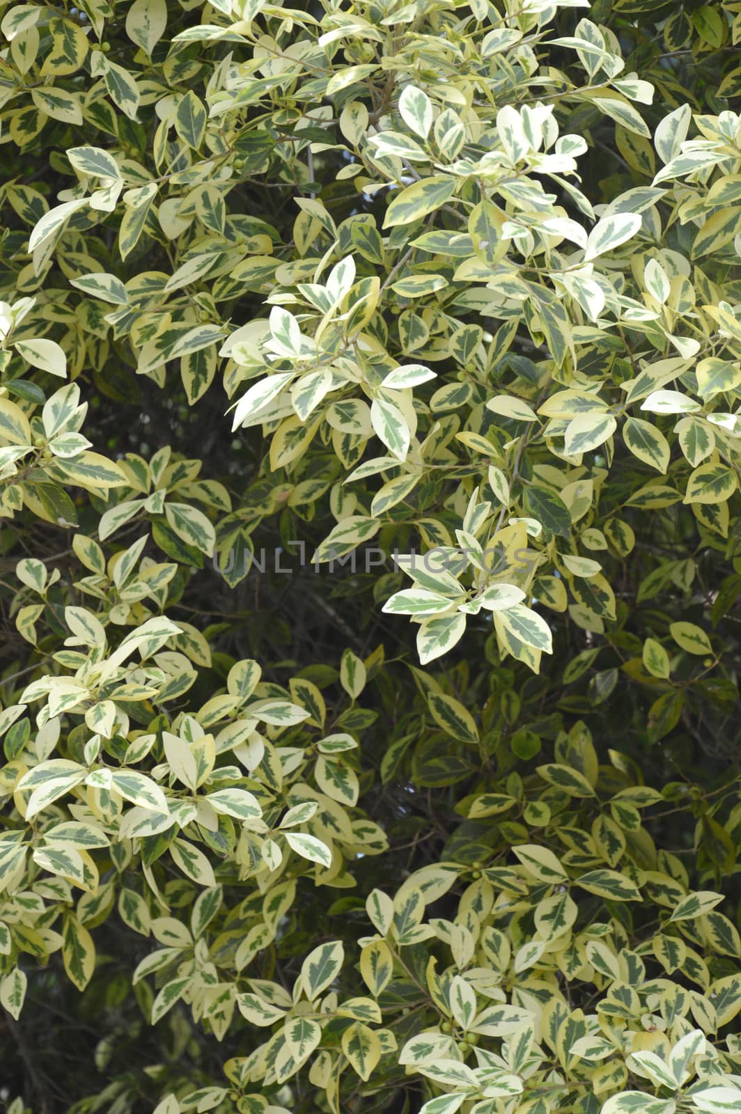 White Elm's variated leaves (Ulmus parvifolia 'Variegata')