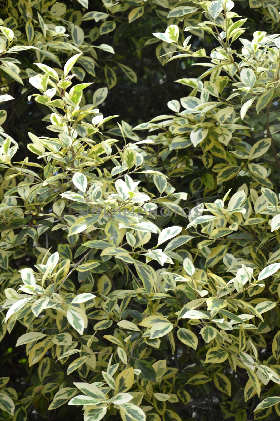 White Elm's variated leaves (Ulmus parvifolia 'Variegata')