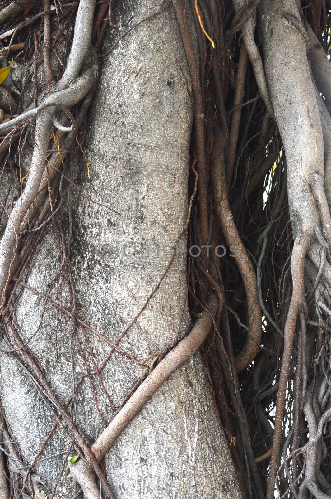 root of the tree background