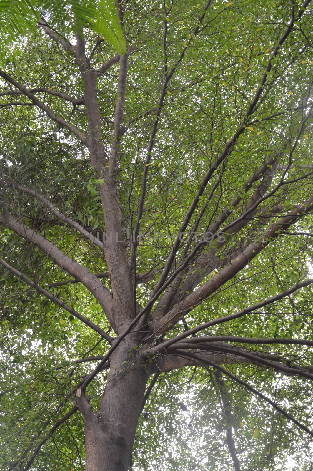 tree branch backgrounds