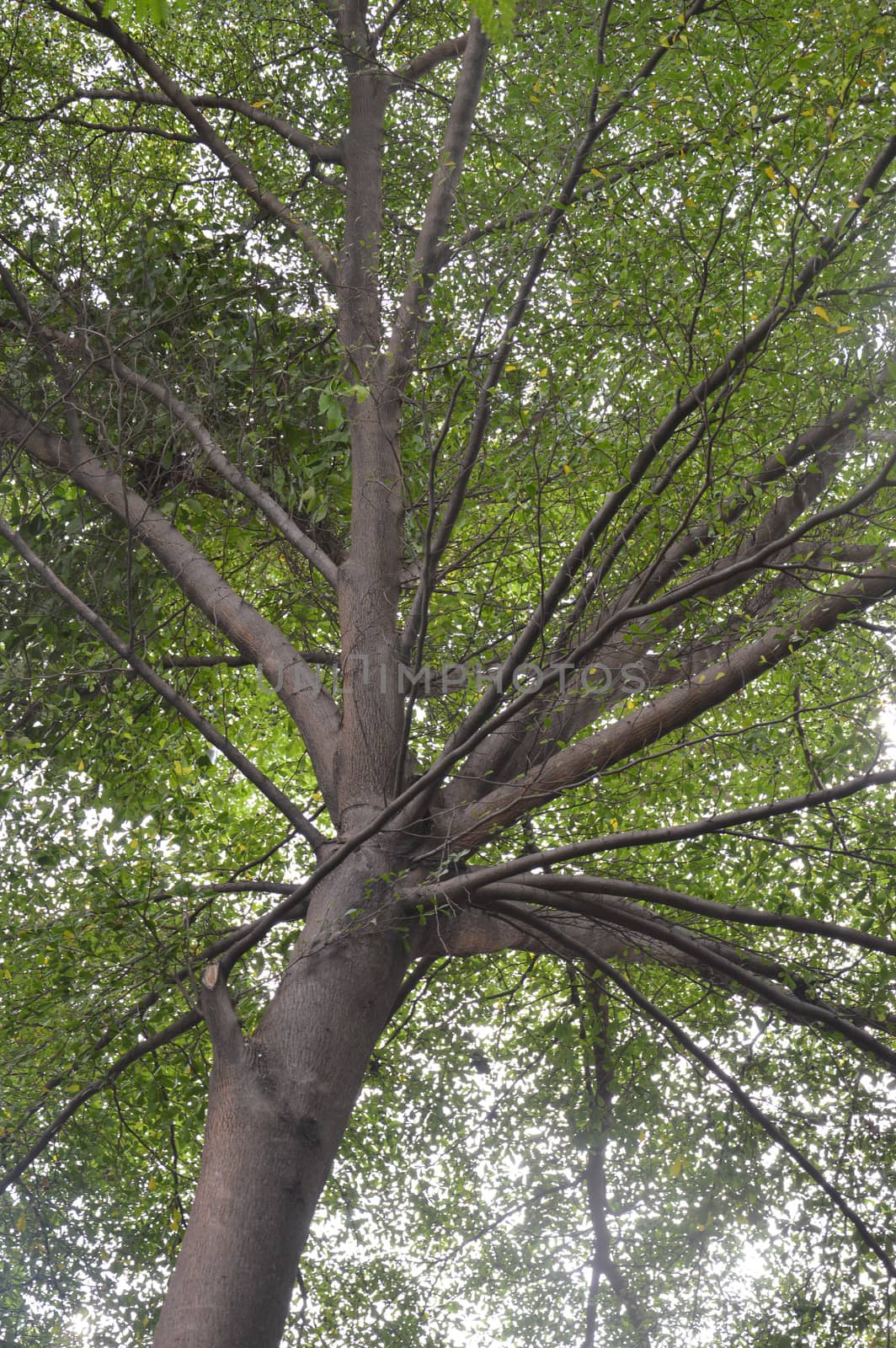 tree branch by antonihalim