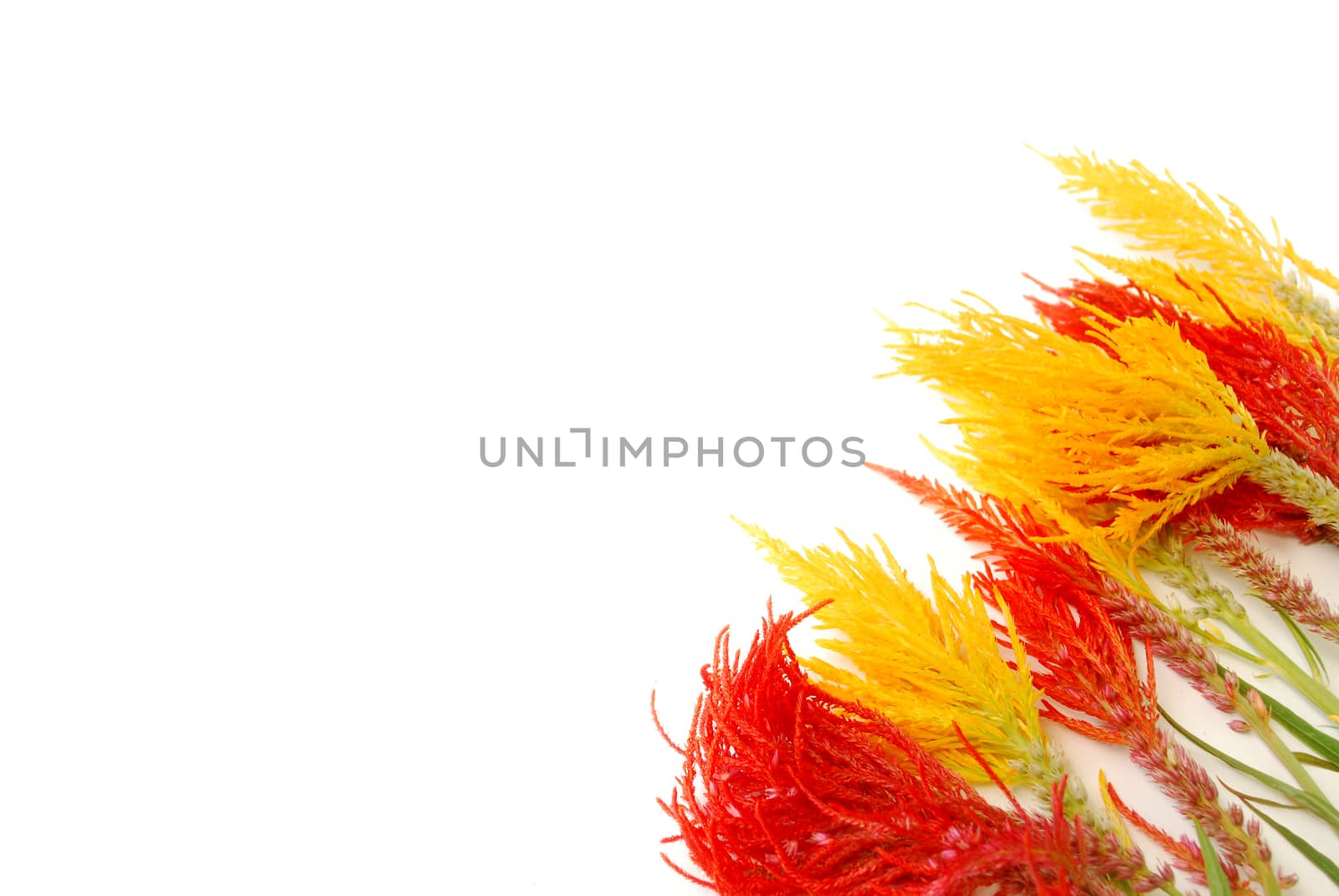 Red and Yellow flowers on a white background.