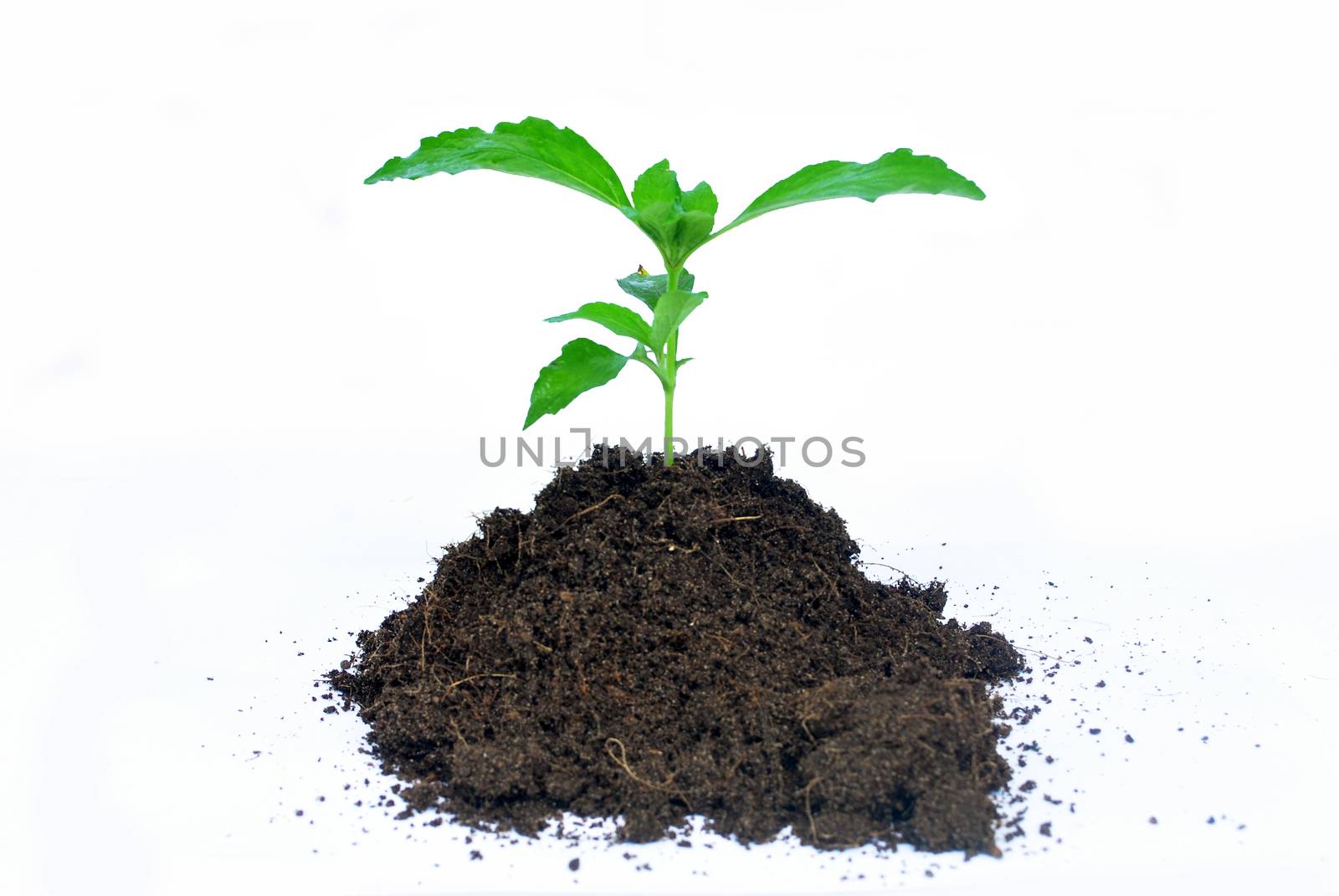 Planting soil. by thitimontoyai