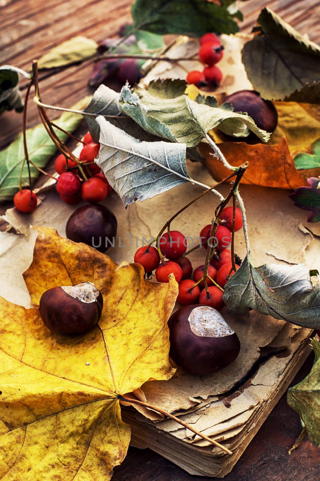 Symbols of autumn, fallen leaves, November