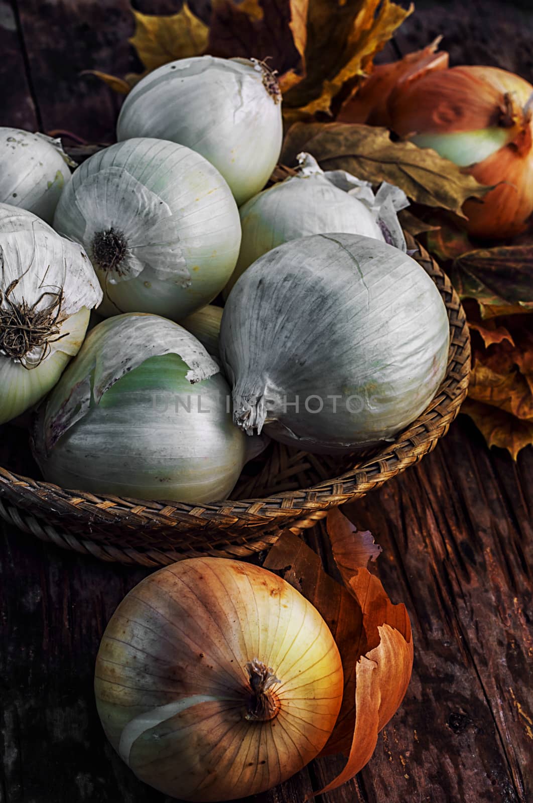 Autumn harvest of onions on a wooden table