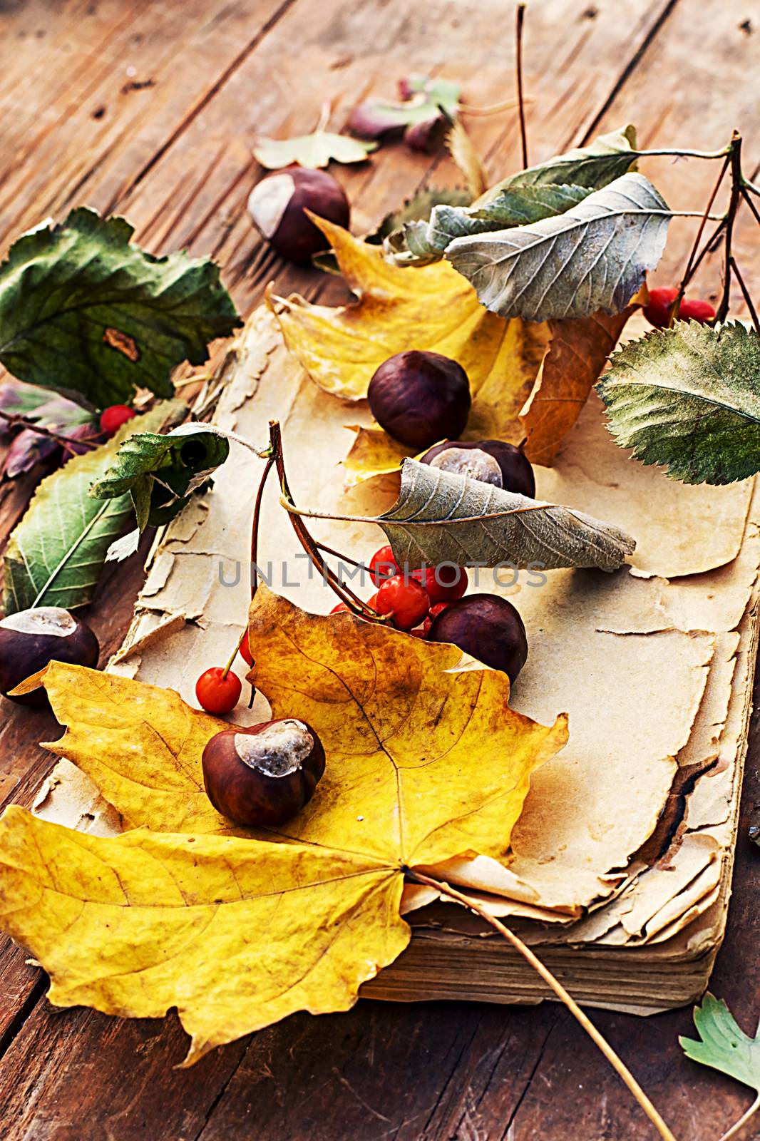 Symbols of autumn, fallen leaves, November