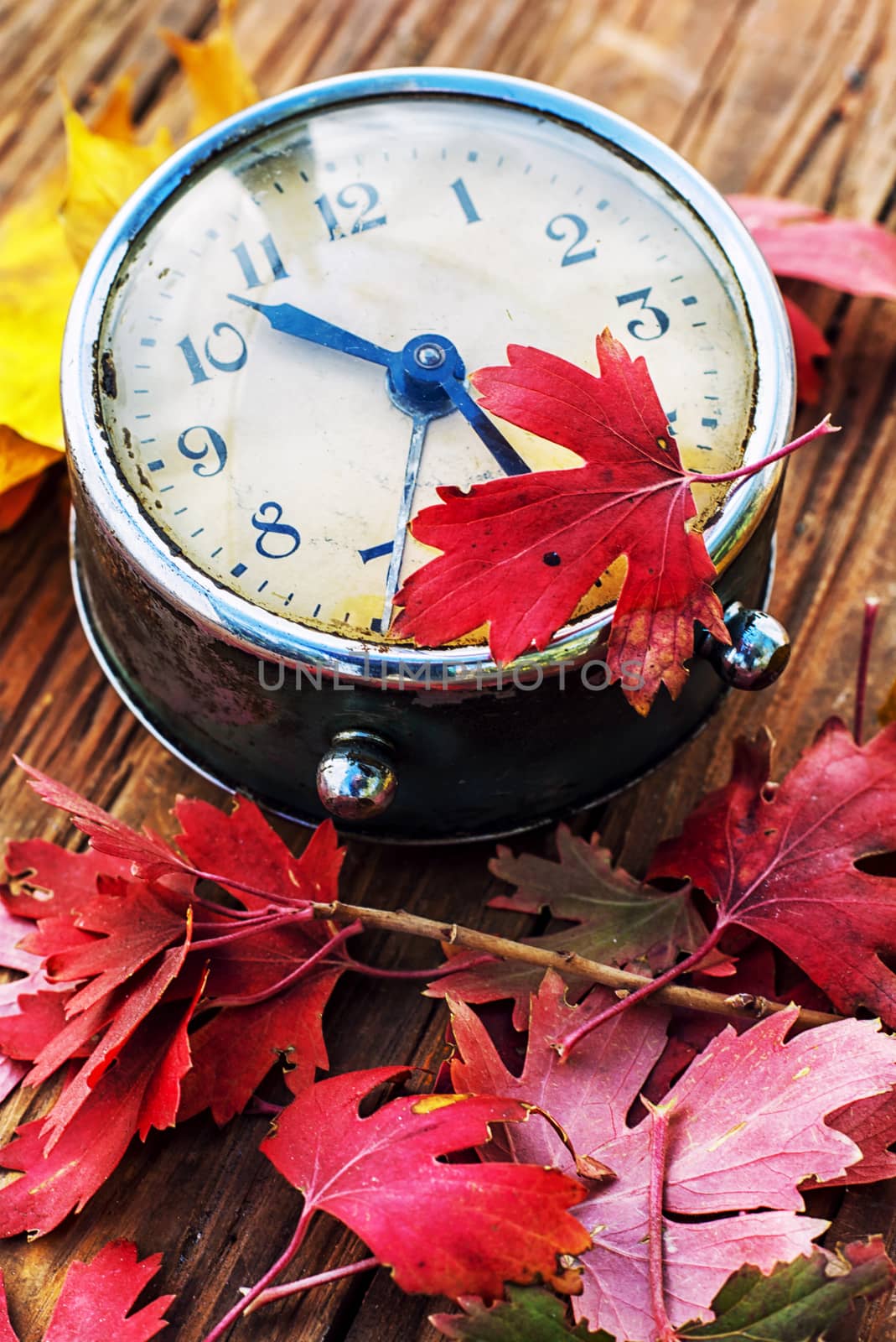Autumn still life with an alarm clock and fallen leaves.
