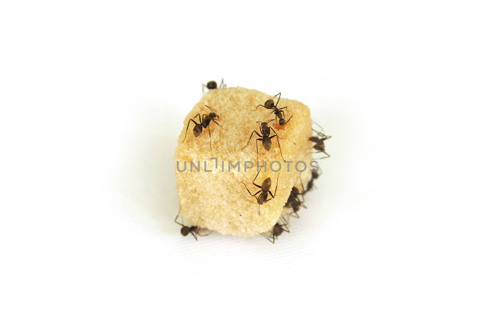 Ants eat sugar on white background.