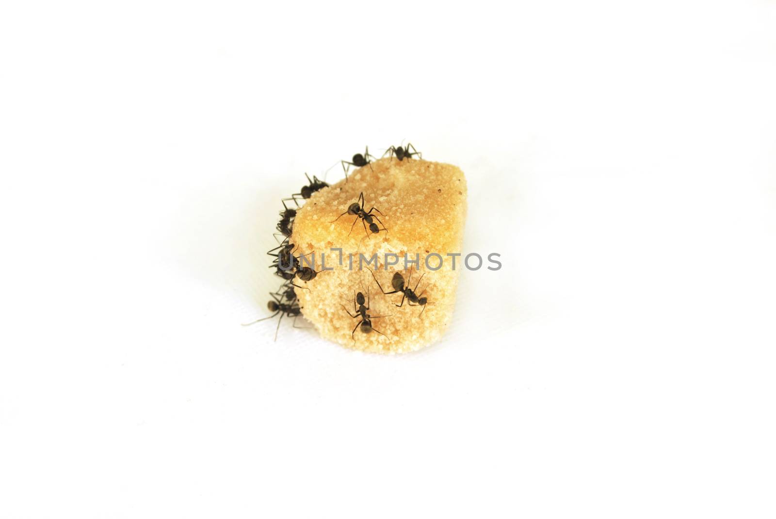 Ants eat sugar on white background.