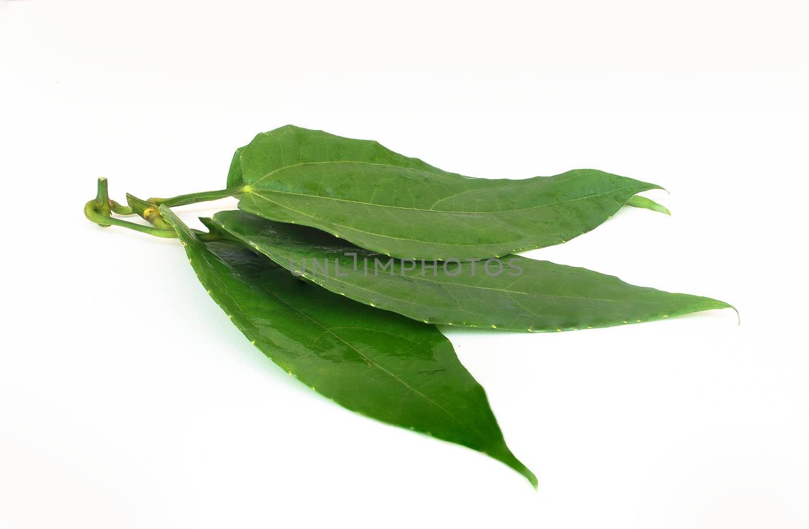 Laurel clockvine, Blue trumphet vine