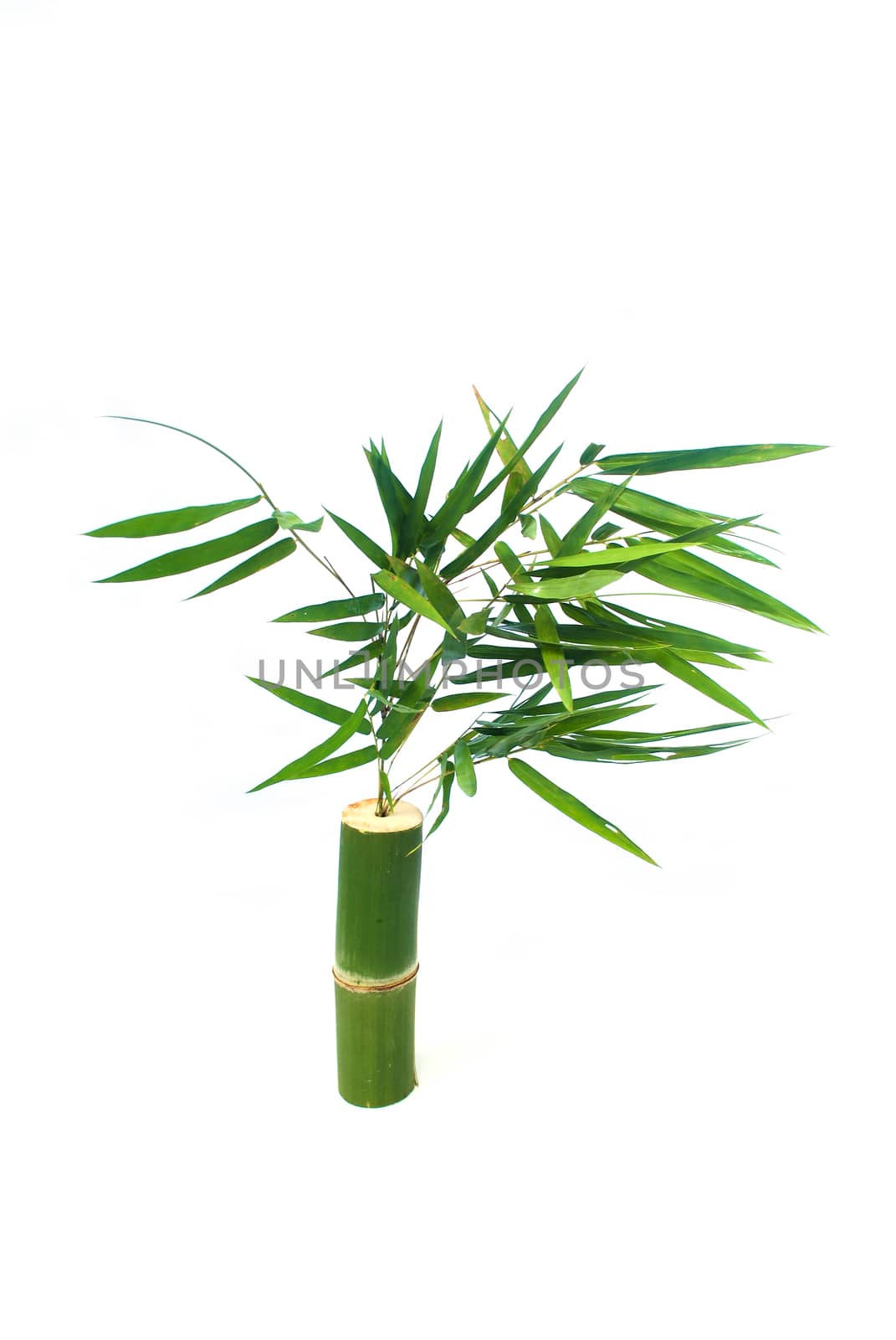 Bamboo and bamboo leaves On white background.