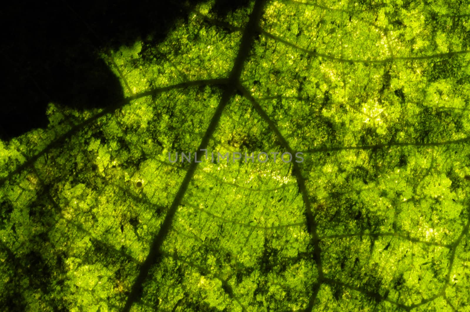 detailed of pattern leaf texture