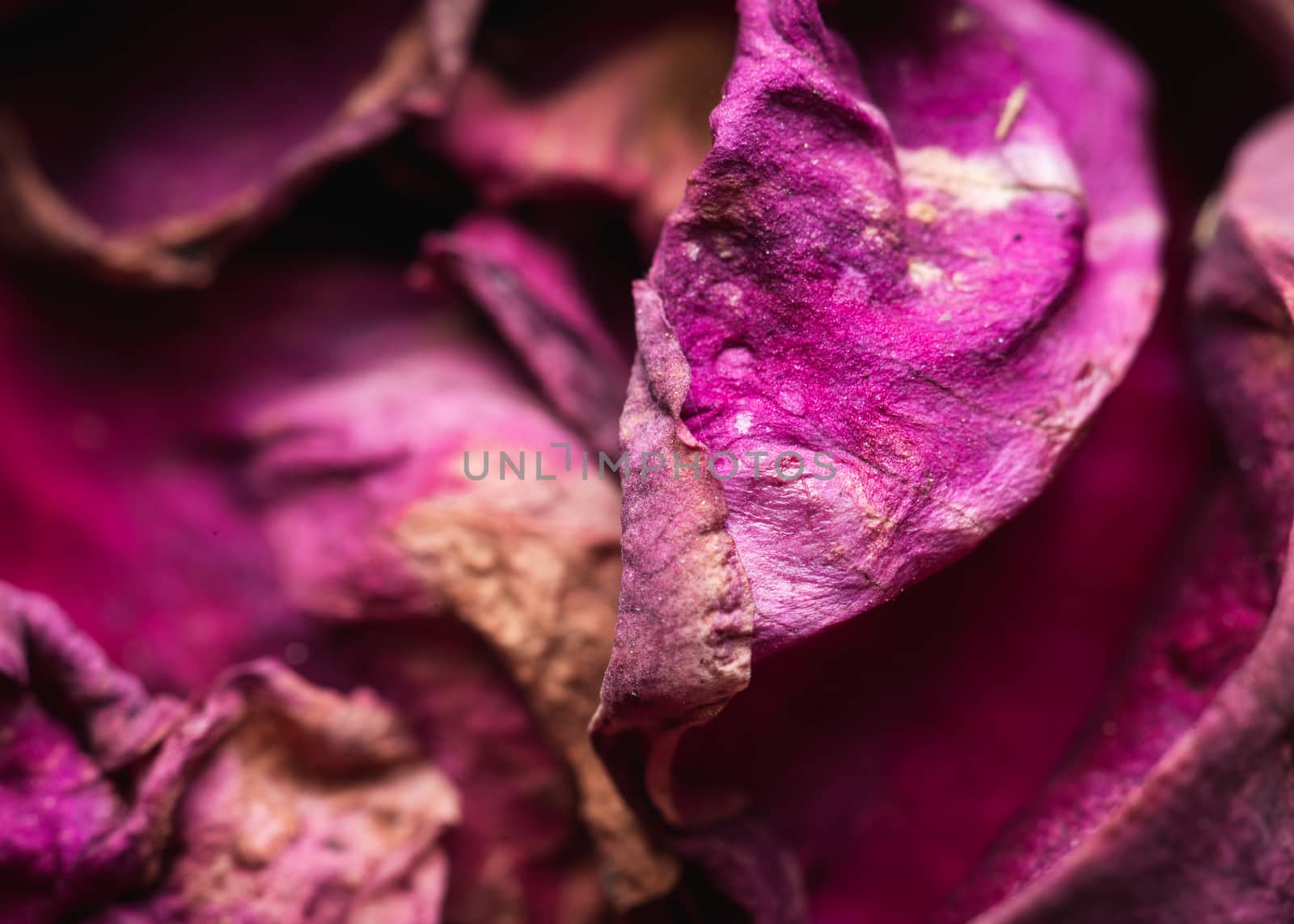 Macro shot of faded rose petals