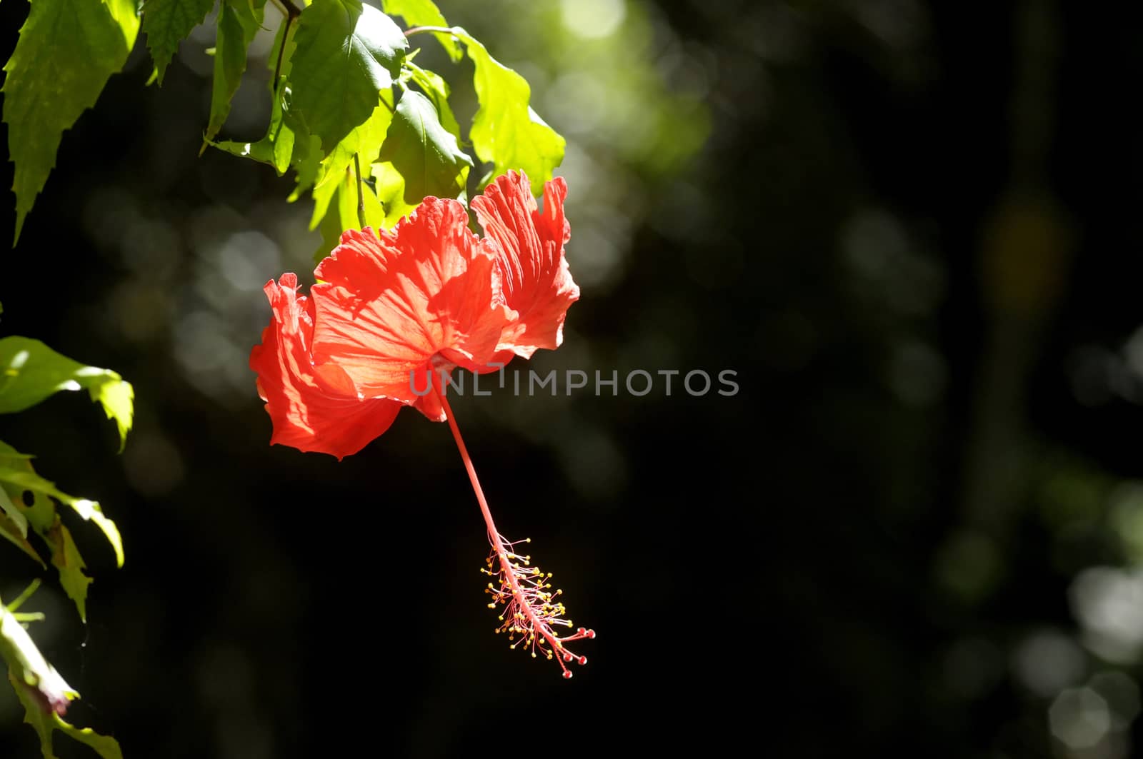 butterfly on the hibiscus flower by antonihalim