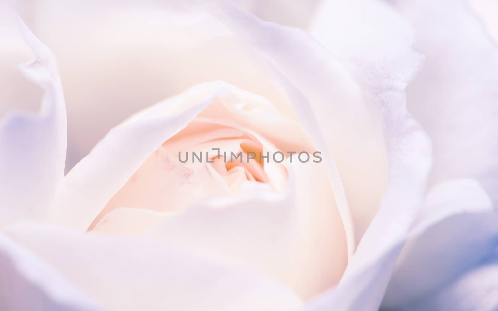 Macro shot of white rose bud. Shallow depth of field and pastel tones.