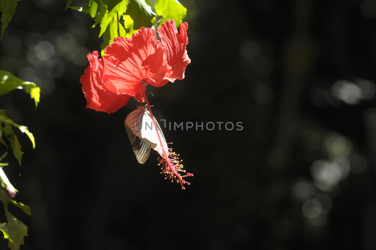 butterfly on the hibiscus flower