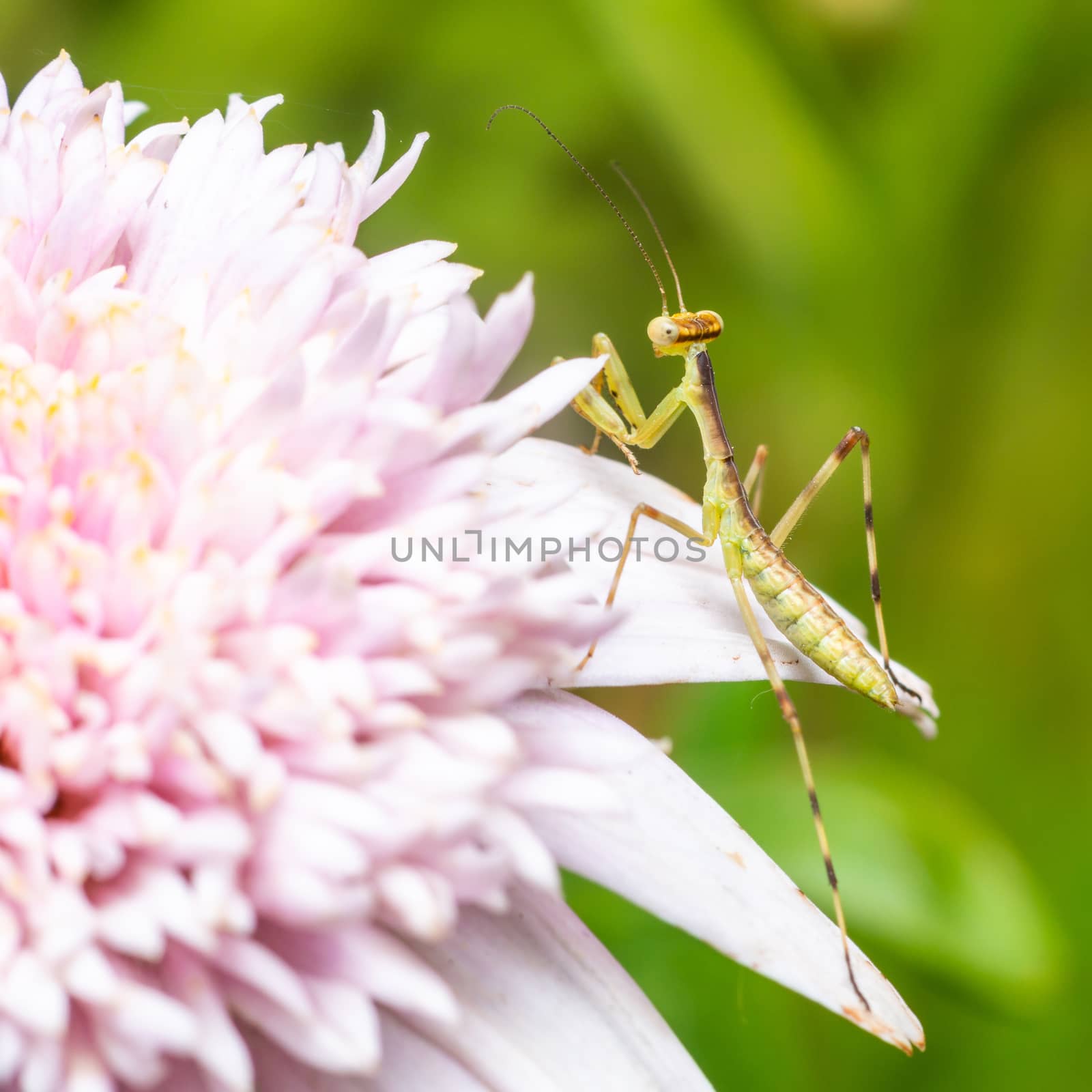 Young praying mantis on a pink flower by dutourdumonde