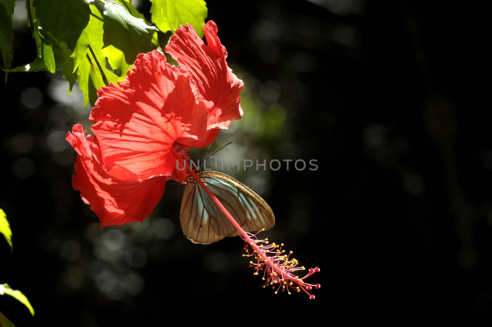 butterfly on the hibiscus flower