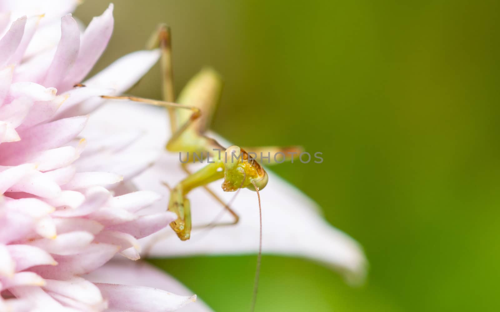 Macro shot of a young praying mantis on a pink flower