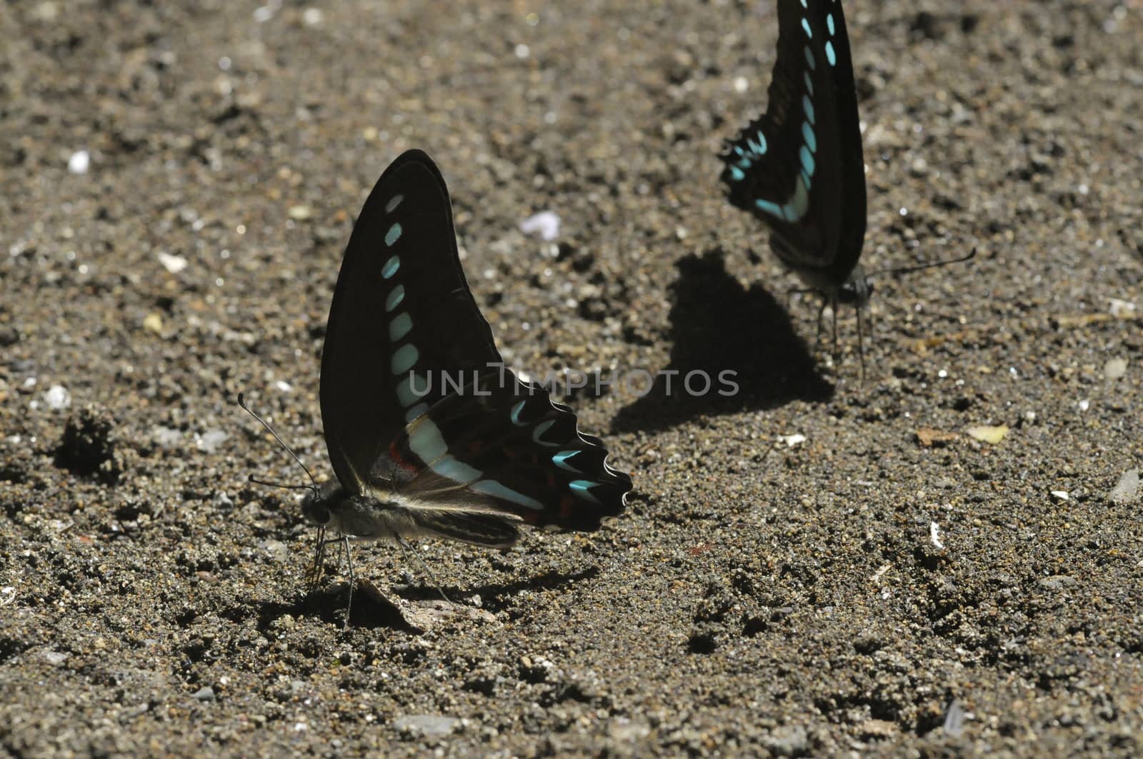 butterflies in the Bantimurung Butterfly park Indonesia