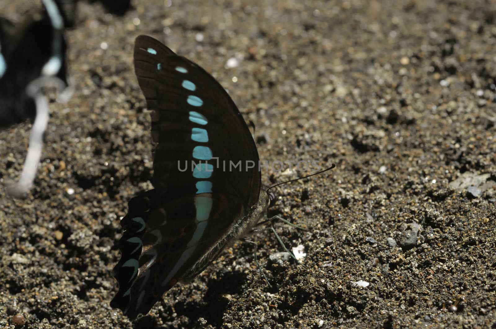 butterflies in the Bantimurung Butterfly park Indonesia by antonihalim