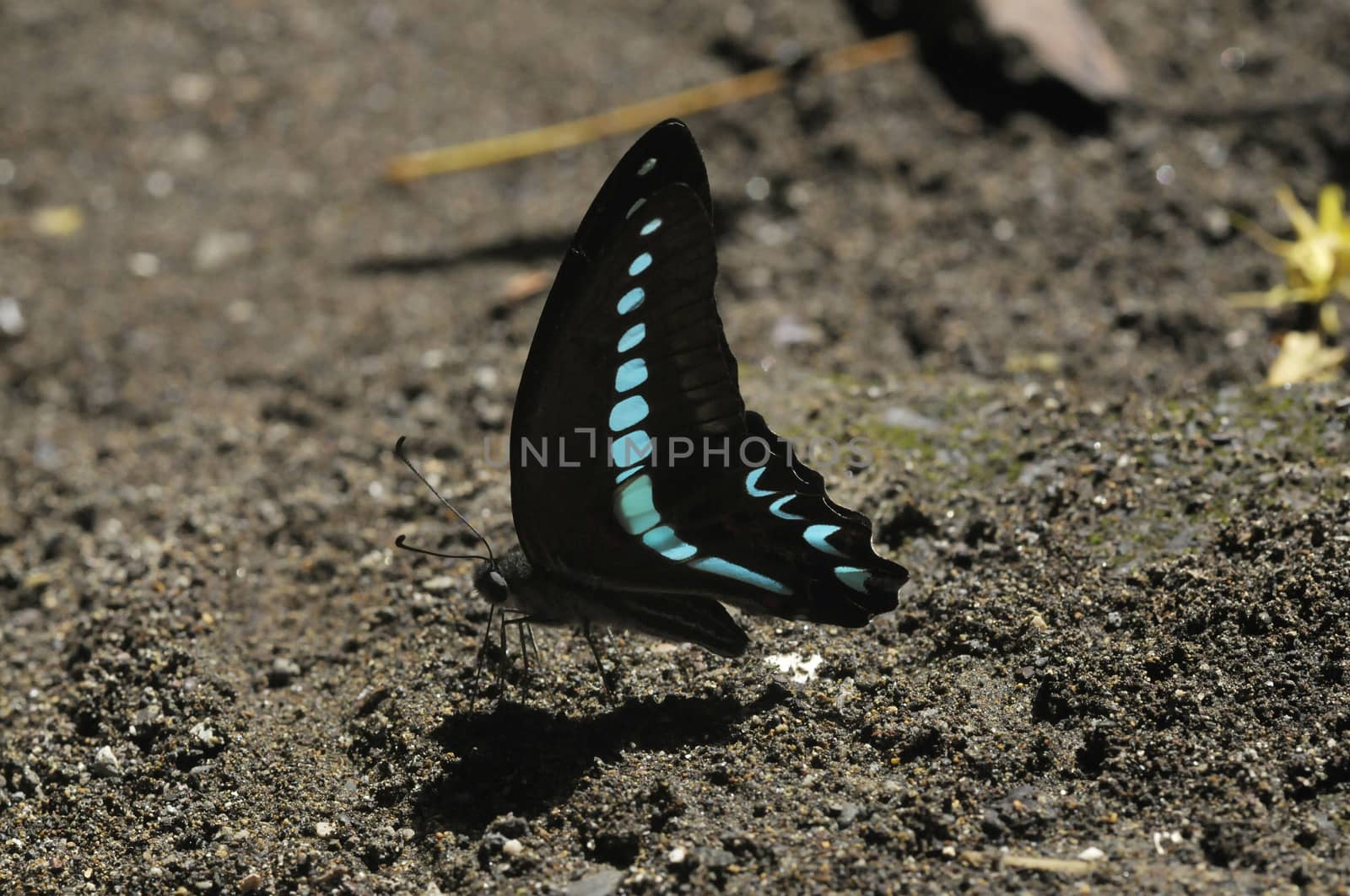 butterflies in the Bantimurung Butterfly park Indonesia by antonihalim