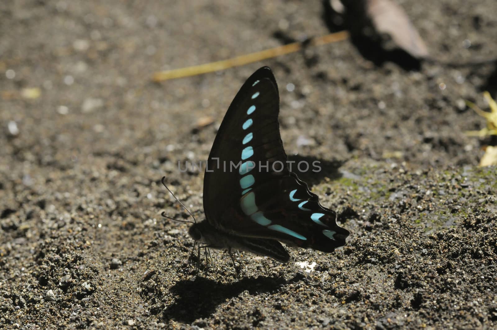 butterflies in the Bantimurung Butterfly park Indonesia by antonihalim