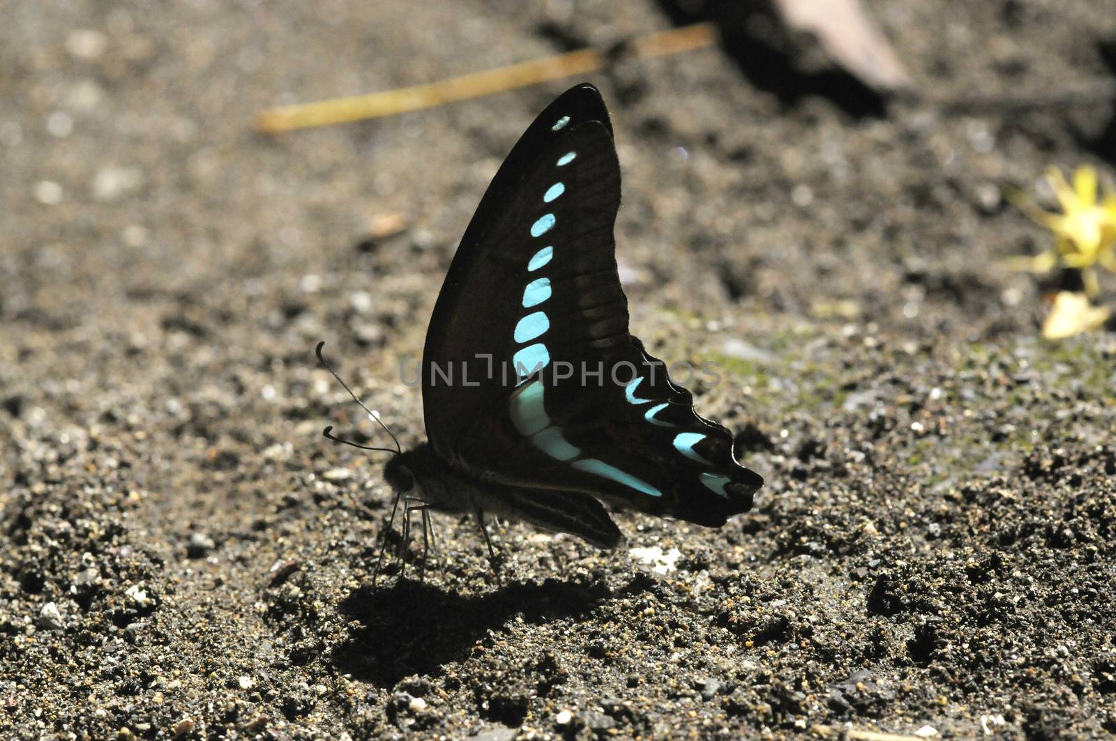 butterflies in the Bantimurung Butterfly park Indonesia